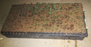 Seedling tray supports K